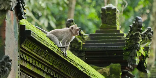 bali tours from sydney