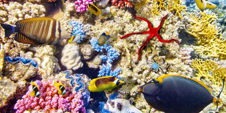 Transport yourself to a natural coral reef 'aquarium' in Indonesia, Reef  Builders