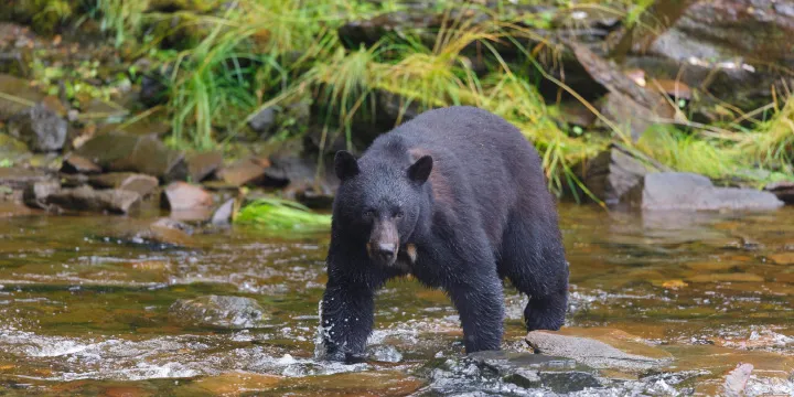 viking alaska cruise shore excursions