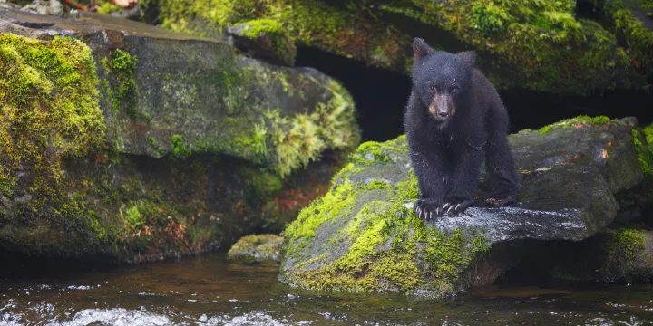 viking alaska cruise shore excursions