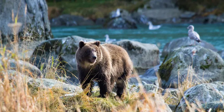 viking cruise ship to alaska