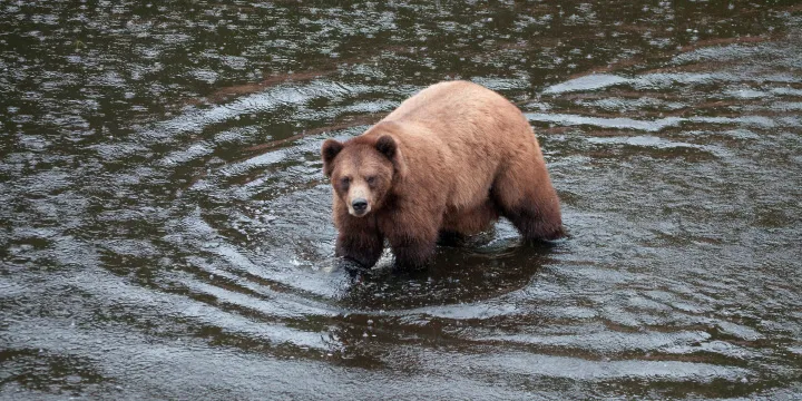 viking cruises to alaska