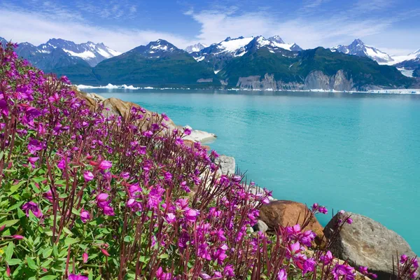 cruise with glacier bay