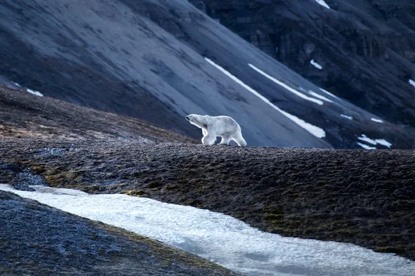 cruises in norway 2023