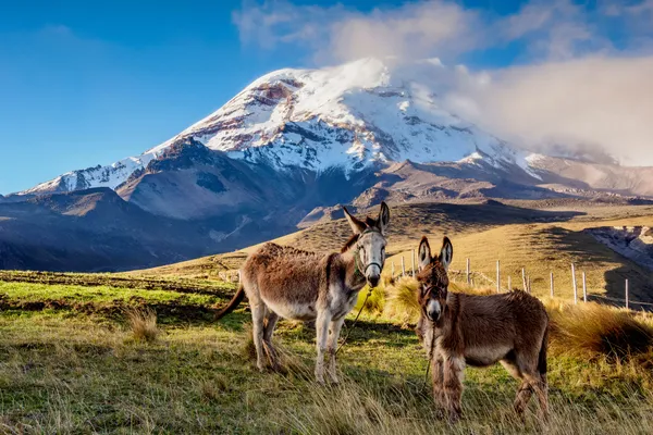 antarctica cruise south america