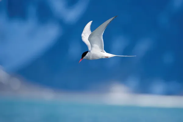 viking cruise antarctica commercial