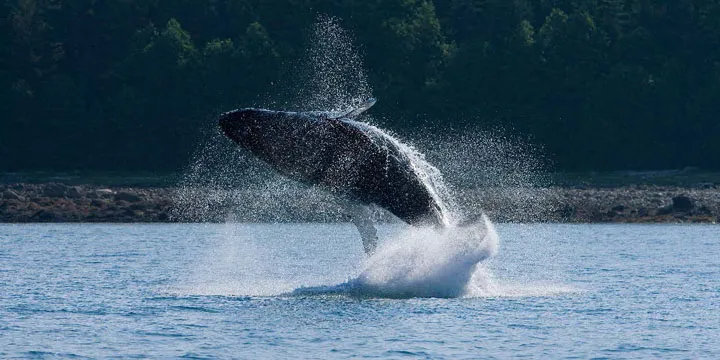 north pacific passage cruise