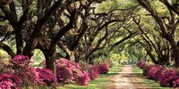 Oaks and Azaleas, St. Francisville