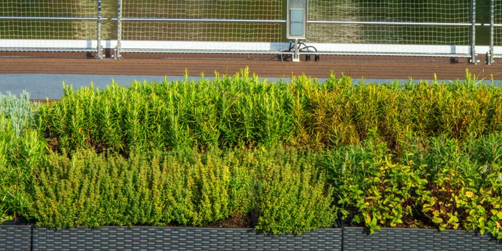 Herb Garden on top of the Sun Deck