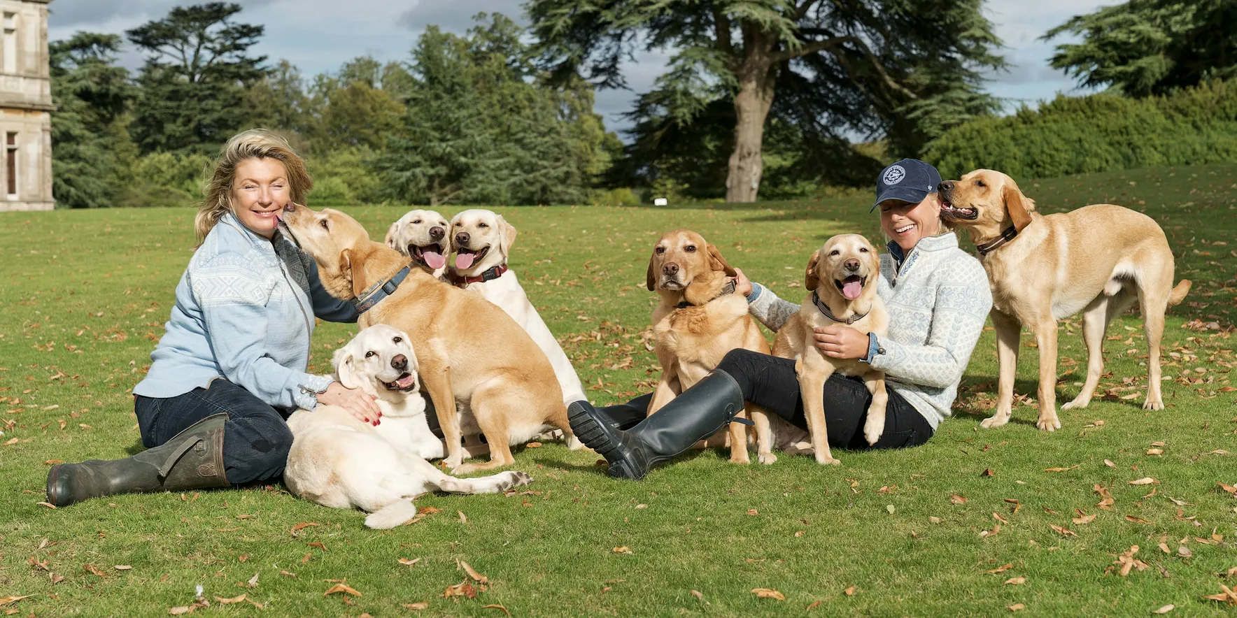 Group of Labradors in a scenic park