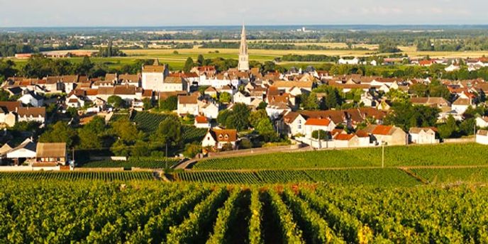 Burgundian Vineyards